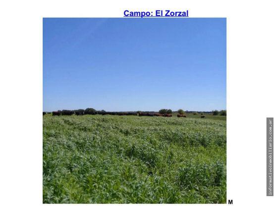 Campo 74 has en General Madariaga 50 agrícola
